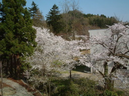 右側桜の木は、創立以来樹齢100年