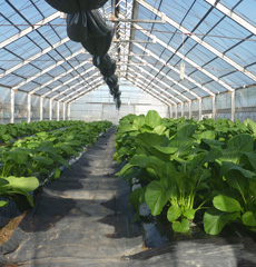 野菜コース専攻