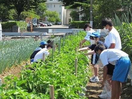 野菜コース専攻